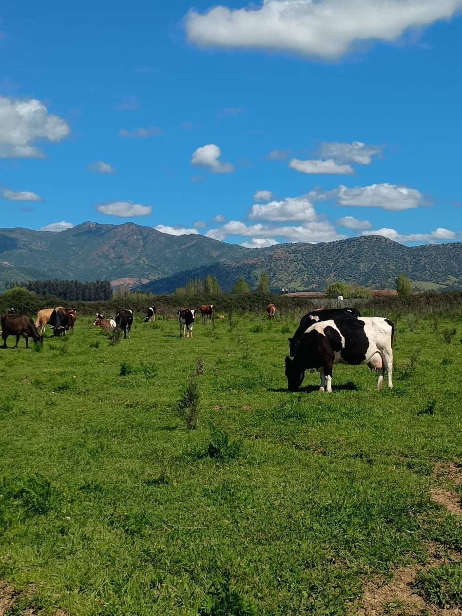 Vacas pastando en el campo