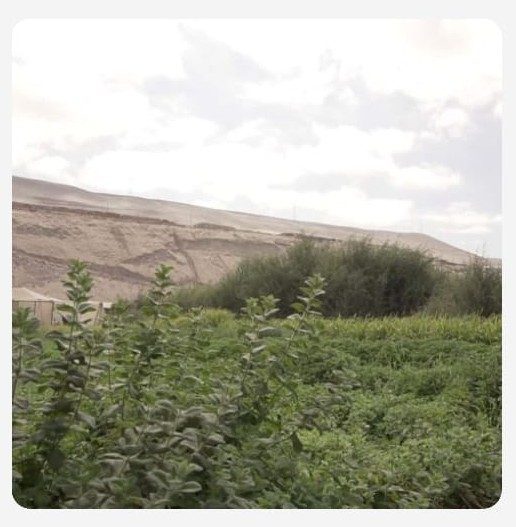 Cultivos del Valle de Azapa